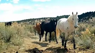 Wild & Free: A Picture-Perfect Day on the Range-Hercules Band March 27 2025