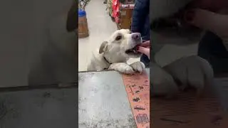 Maggie Visits the Co-op