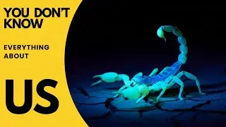 Scorpion Facts You NEVER Knew The Truth About This Amazing Creature