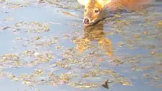 Korean Water Deer 🦌