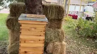 Winterizing Honey Bee Colony - Briefly Summarized by my Daughter #beekeeping