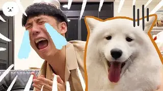 【南瓜PUMPKIN】主人大哭特哭，狗狗竟然跑去安慰他？！#南主人系列 (薩摩耶Samoyed)