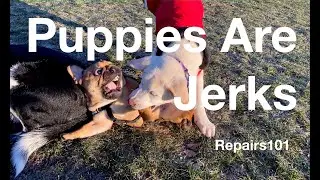 Puppies are jerks. Dogs are awesome.