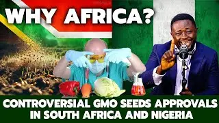 Why Africa? Controversial GMO Seeds Approvals in South Africa and Nigeria