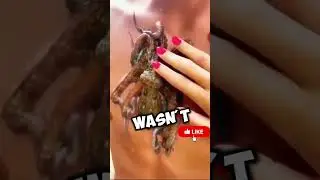 This couple gave an octopus a safe home ❤️#octopus #animal #animals #animallover #love