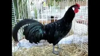 Poule D'Alsace noire, Exposition Avicole Kembs 2014