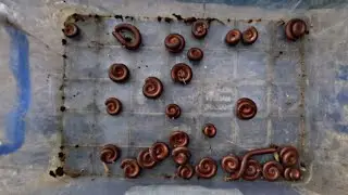 &ldquo;Found These Millipedes in My Backyard &ndash; You Won&rsquo;t Believe Their Defense Mechanism!&rdquo;