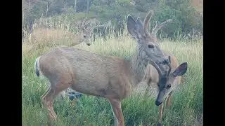 Mule deer at wildlife pond PB Sioux County Nebraska Aug 2025