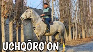 17.01.2026 MÕXRIDDIN AKADAN BIR TOY SOTILADI  !..