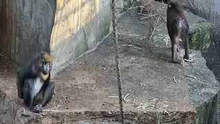 Mandrill- territory, Artis Royal Zoo, Amsterdam, Netherlands
