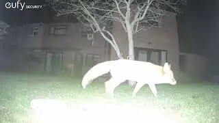 Garden Wildlife Fox Videos EufyCam S3 Pro 3 Security Camera Worcester, UK 11th to 14th December 2025