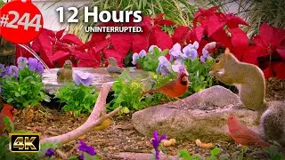 12 Hrs Best of Relaxing TV for Cats 😻 Uninterrupted Birds 🐦 Cat TV @LensMyth