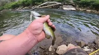 Eagle Claw Glass rods and Pfleuger Reel review..
