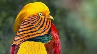 The mournful sound of a yellow and black bird