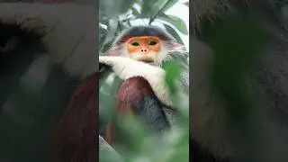 In search of Queen of primates #vietnam #danang #hanoi #hoian