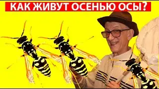 КТО ТАКИЕ ОСЫ ПОЛИСТЫ, ПАРАВЕСПУЛА, ВЕСПА, ШЕРШНИ? Vespidae Polistes Paravespula Vespa velutina WASP