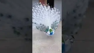 peacock // amezing peacock farm in India// मोर   @pigeonandpetslover