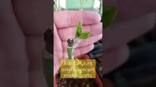 Astrophytum asterias cactus grafts - micrografting
