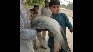 Indus River fishing adventure /darya sindh se machhli Ka shikar