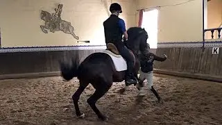 Classical Dressage or Bull Fighting?