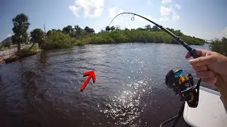 Live mullet always produces fish | Flounder Catch Clean and Cook