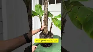 Dividing Banana Trees - Potting up the Pups #shorts #banana #plants #fruittrees #containergardening