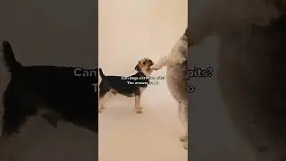 Can Dogs Eat Plum pits ANSWERED