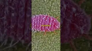 Skittles are made from insects! #skittles #shorts #candy