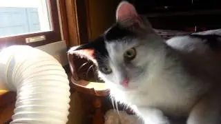 BB Happy Cat