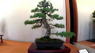 8° Mostra Bonsai e Suiseki Città di Cesano Maderno 5-6 Ottobre 2019