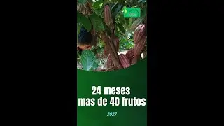 Parcela de cacao CCN 51 &ndash; 24 meses mas de 40 frutos.