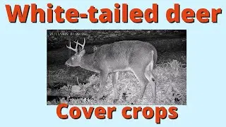 White tailed deer in the garden cover crops
