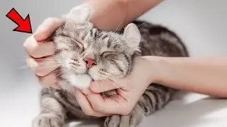 Стоимость покупки, рацион и уход за американской короткошерстной кошкой: руководство для начинающих