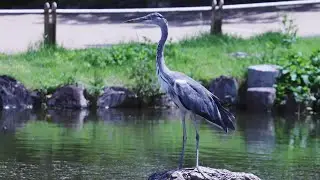 Souma Nakanome - Hope (Official Video)