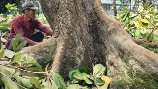 Cưa  cây  bàng lá  lớn siêu  khủng  .Cưa  cây  kỷ  thuật  cao