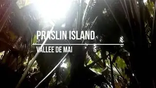 Praslin  Vallee de Mai