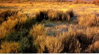 Homes for Sale - 1864 Painted Desert Drive #19 - Minden, NV 89423 - Shele Pandl