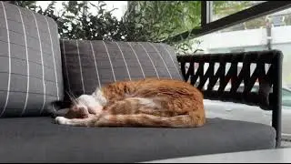 Cyprus cat sleeping in Starbucks winter time