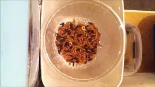 Dermestids Canada Mealworm Timelapses 2017 2019 #14,080 Cleaning Video April 5Th 2019 49