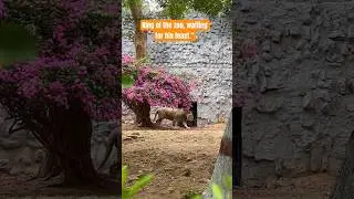 #animals #animallover #lion #king #lionbehavior