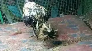 Polish cock in Brindavanam park,eluru