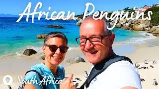 WORLD FAMOUS AFRICAN PENGUINS | Boulders Beach | Simon's Town | Kalk Bay | Muizenberg | Cape Town