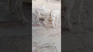 Pure Love &mdash; Baby Goat Plays with Mom in Thar#mother #love #babyshorts #goat