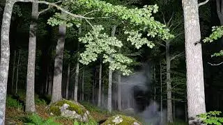 Realtime Nature Sounds for Sleep - 10 Hours Forest Night with Crickets - 4k Ultra Hd Video