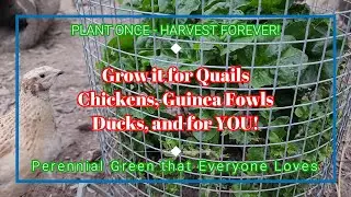 Brazilian Spinach - Best Perennial Spinach to Grow for Quails Chickens and Co - and for You!