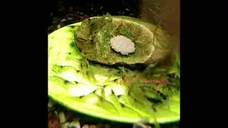 Креветка бабаулти (Caridina babaulti). Пятница