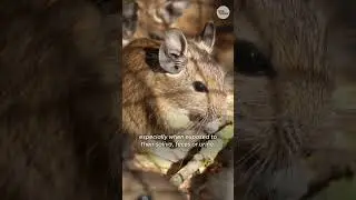 Hantavirus pulmonary syndrome: A deadly virus spread by rodents | USA TODAY Entertainment