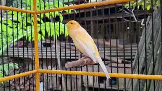 The Power of Belgian Canary Song &ndash; Ultimate Singing Training