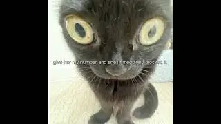 #funny #cat #cute #memes #foryou
