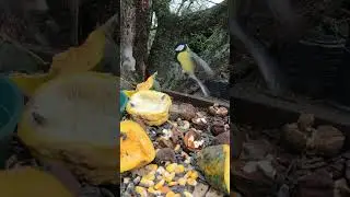 Great tit fighting a Coal tit  #birds #garden #wildlife
